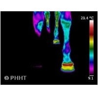 infraroodfoto van onderbenen